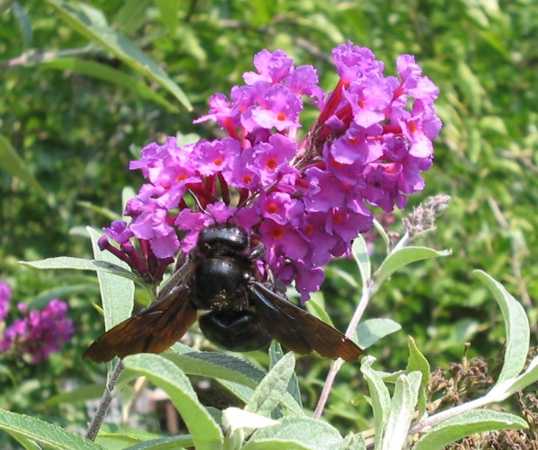 Apidae Xylocopinae: Xylocopa violacea (cf.)